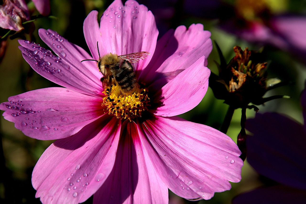 The Importance of Beekeeping in Eco-Friendly Gardens